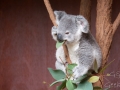 lone pine koala sanctuary koala qui mange