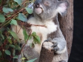 lone pine koala sanctuary koala retraité 3