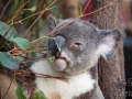 lone pine koala sanctuary koala retraité qui mange