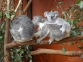 lone pine koala sanctuary koalas famille 2
