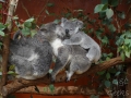 lone pine koala sanctuary koalas famille 3