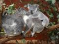 lone pine koala sanctuary koalas famille 4