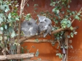 lone pine koala sanctuary koalas famille 5
