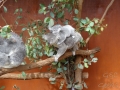 lone pine koala sanctuary koalas famille 6