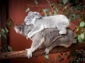 lone pine koala sanctuary koalas famille 7