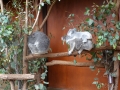lone pine koala sanctuary koalas famille