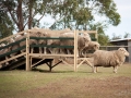 lone pine koala sanctuary spectacle moutons et chien de berger