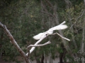 lone pine koala sanctuary spectacle rapace animatrice chouette (2)