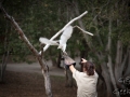 lone pine koala sanctuary spectacle rapace animatrice chouette 3