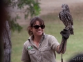 lone pine koala sanctuary spectacle rapace animatrice chouette qui mange une souris