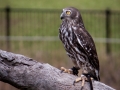 lone pine koala sanctuary spectacle rapace animatrice chouette