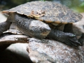 lone pine koala sanctuary tortue