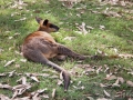 lone pine koala sanctuary walaby 2