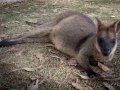 lone pine koala sanctuary walaby