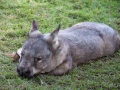 lone pine koala sanctuary wombat