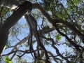 koala dans un arbre noosa