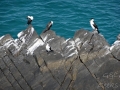 la jetée oiseaux perchés