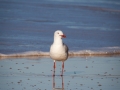 mouette kesta rainbow beach