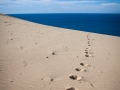 pattes de chien dans le sable carlo sand blow