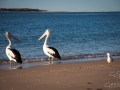 pelican sur la blage inskip point rainbow beach