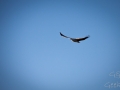 rapace rainbow beach 2