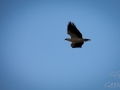 rapace rainbow beach