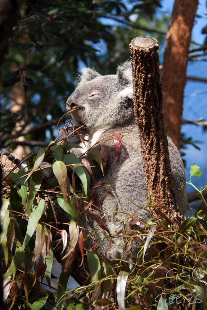 Wildlife Sydney Zoo Koala 4