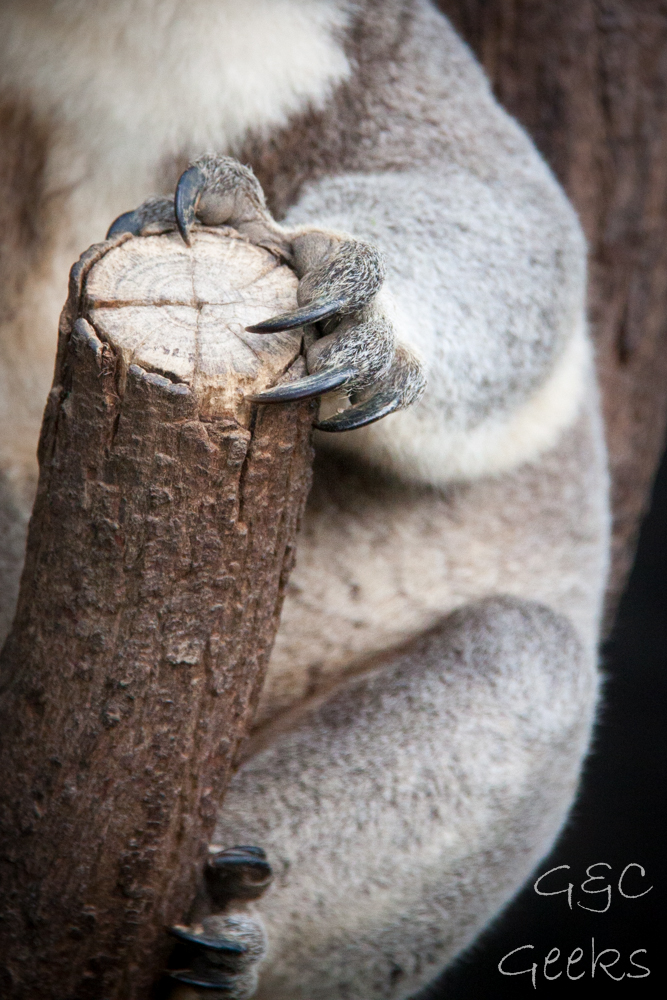 lone pine koala sanctuary koala griffes