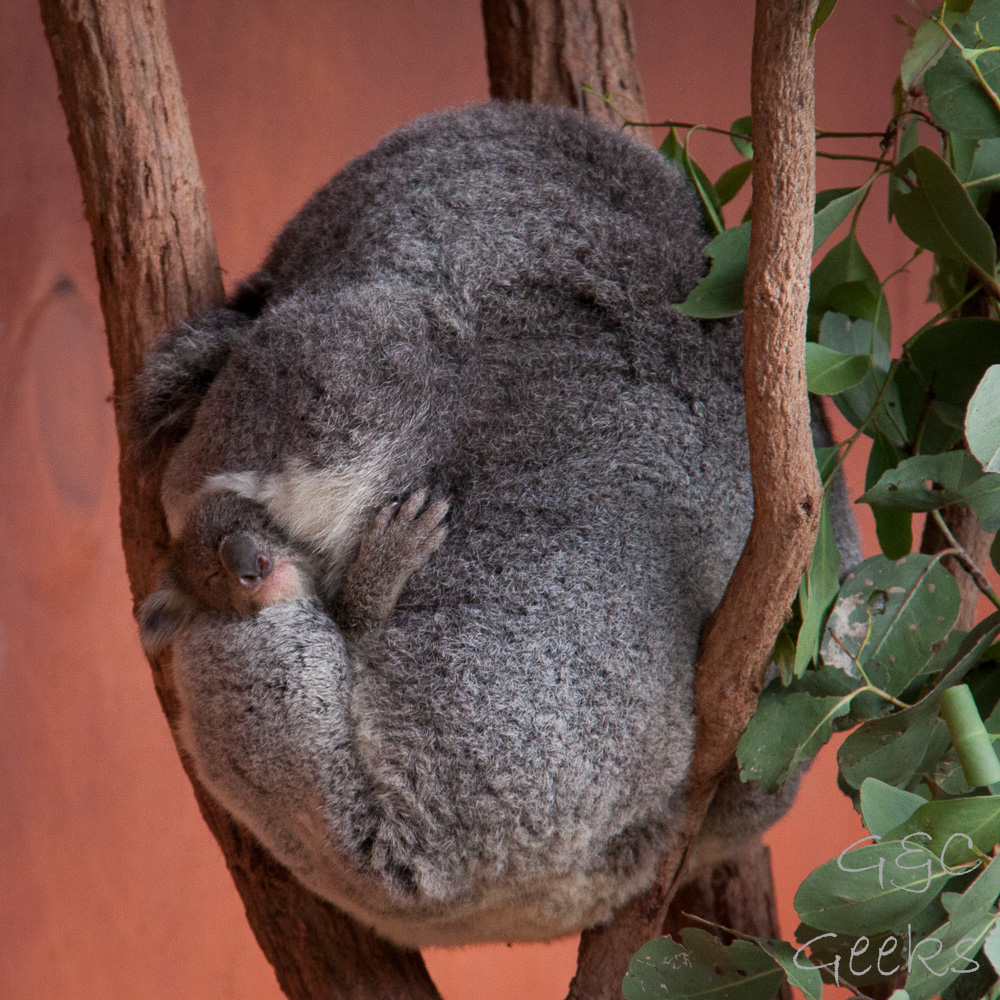 lone pine koala sanctuary koalas bébé koala