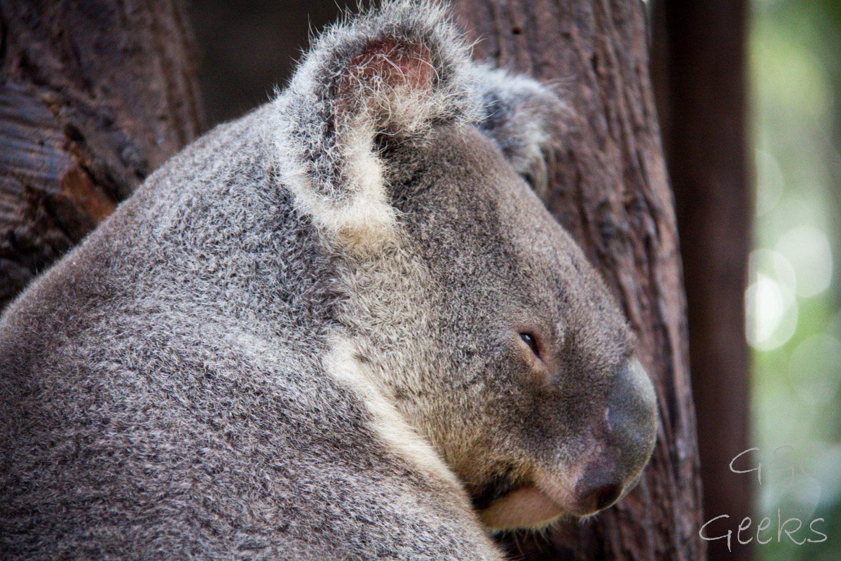 lone pine koala sanctuary protrait koala