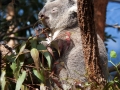 Wildlife Sydney Zoo Koala 4