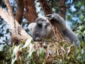 Wildlife Sydney Zoo Koala