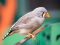 Wildlife Sydney Zoo oiseau 2