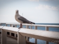 kesta mouette hervey bay