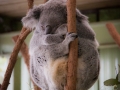 lone pine koala sanctuary koala endormi