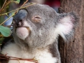 lone pine koala sanctuary koala retraité qui mange 2