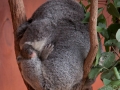 lone pine koala sanctuary koalas bébé koala