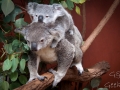 lone pine koala sanctuary koalas famille 8