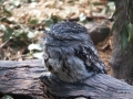 lone pine koala sanctuary kookaburra grincheux