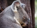 lone pine koala sanctuary protrait koala