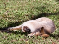 lone pine koala sanctuary walaby et petit dans la poche