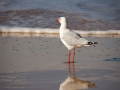 mouette face à la mer rainbow beach