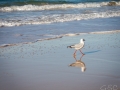 mouette rainbow beach