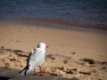 mouette watson beach